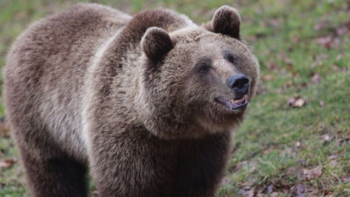 Au Japon, un distributeur de viande d'ours sauvage fait polémique