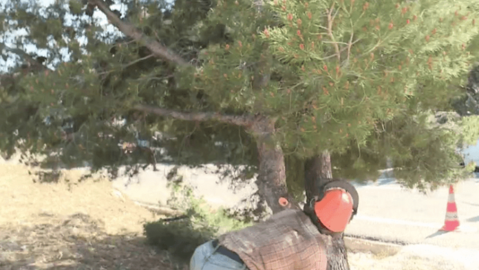 Bouches-du-Rhône : en prévention des incendies, le débroussaillage obligatoire a débuté