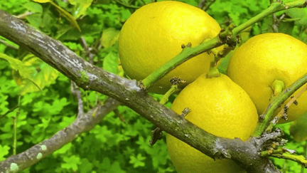 Fête du citron : Menton voit la vie en jaune