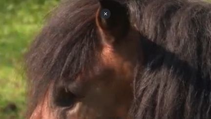Chevaux mutilés : deux ans de prison ferme pour l'agresseur