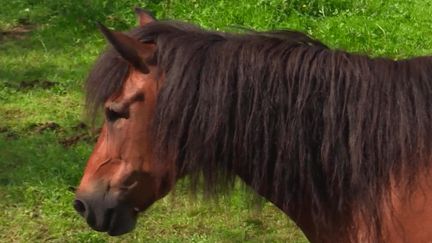 Chevaux mutilés en Seine-Maritime : deux ans de prison ferme pour l'agresseur