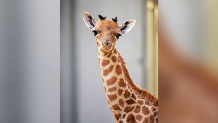 Un bébé girafe est né au parc zoologique de Paris, une première depuis six ans