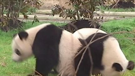 Zoo de Beauval : les pandas Huan Huan et Yuan Zi vont retourner en Chine