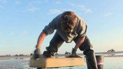 Pêche : après deux ans d'interdiction, la pêche aux coques a rouvert dans la baie de Somme