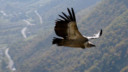 Dans la Drôme, une association dépose plainte après la mort par empoisonnement de neuf vautours