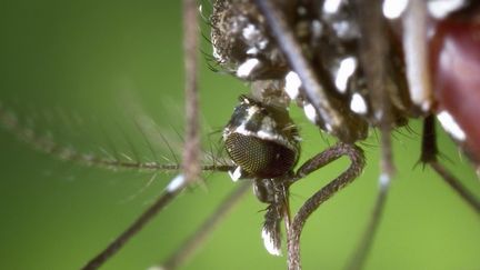 Chikungunya : deux nouveaux cas autochtones découverts en Corrèze