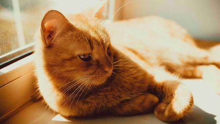 Dans l'Hérault, une habitante condamnée à 1 250 euros d'amende pour des dégradations imputées à son chat chez un voisin