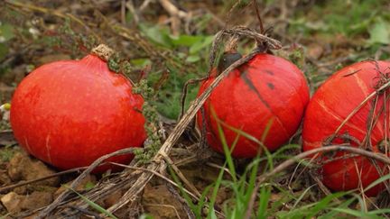 Courges : récolte record en Normandie