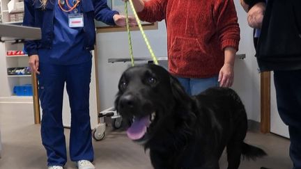 Dons du sang : les chiens et chats aussi peuvent sauver des vies