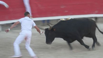 Camargue : les courses camarguaises, entre frisson et tradition