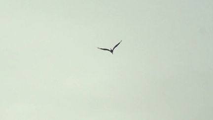 Grippe aviaire : faut-il s'inquiéter pour les fêtes de fin d'année, après l'abattage de 800 volailles dans le Cher ?