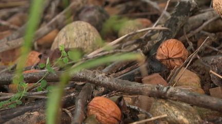 Vol d'un agriculteur : 2 millions de noix dérobées dans la Drôme