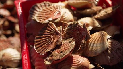 Coquilles Saint-Jacques : top départ dans les Côtes-d'Armor pour le début d'une saison qui s'annonce déjà très belle