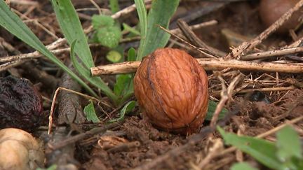 Vols de récoltes : les producteurs tirent la sonnette d'alarme
