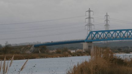 Biodiversité : en Camargue, une ligne à très haute tension au cœur d'une polémique