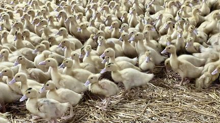 Grippe aviaire : 24 000 canards vont être abattus dans un élevage de Dordogne après la détection d’un foyer de contagion