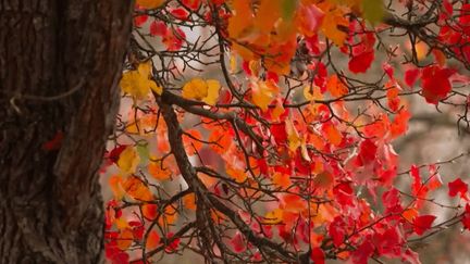 Bourgogne : à la recherche de la châtaigne, perle des forêts de Puisaye