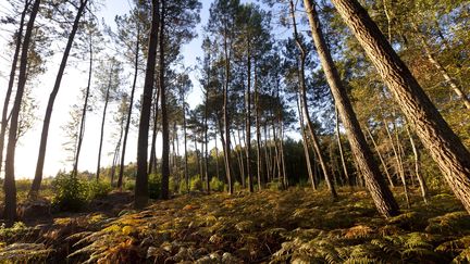 Un foyer de nématode du pin, ver microscopique
