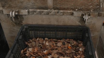 La Rochelle : une reprise très timide de la pêche aux pétoncles après trois années d'interdiction