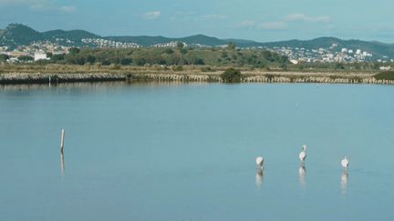Les Salins d'Hyères, un patrimoine unique et un refuge pour la biodiversité