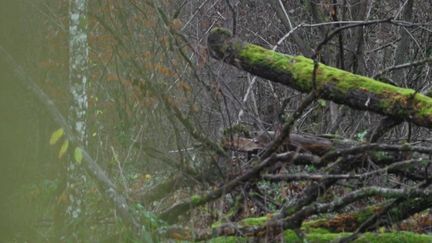 Dans les forêts françaises comme chez les propriétaires, le bois de plus en plus ciblés par les voleurs