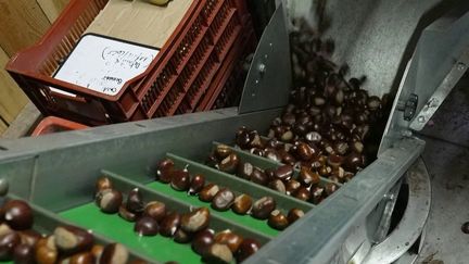 En Ardèche, la châtaigne fait vivre sa région et les Français se l'arrachent