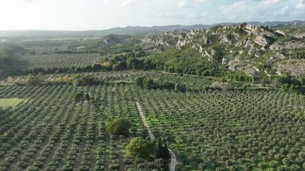 Provence : l'huile d'olive, l'or vert des Alpilles