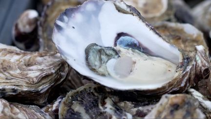 Noël : les récoltes d'huitres sous surveillance