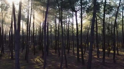La forêt des Landes de Gascogne menacée par le nématode du pin