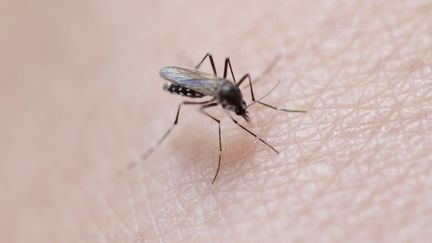 Chikungunya : près de la moitié des habitants de La Réunion ont été contaminés en 2025