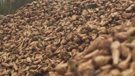 Dans le Nord, la récolte record de chicorée confirme le retour en grâce de la racine