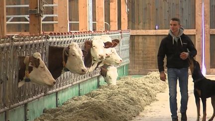 Dermatose nodulaire : en Savoie, quelles conséquences après l'abattage de cheptels au mois de juillet ?