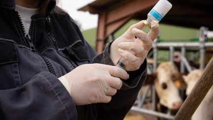 REPORTAGE. Dermatose nodulaire : en Haute-Garonne, la solidarité des éleveurs pour endiguer la maladie