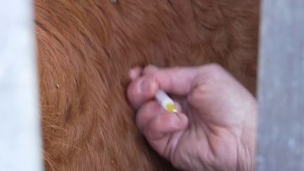 Dermatose nodulaire : la vaccination à grande échelle a débuté, l'Ariège prioritaire