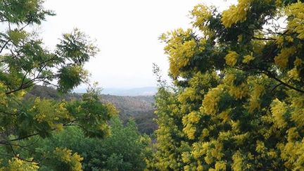 Mimosa : le réchauffement climatique a précipité sa récolte dans les Pyrénées-Orientales