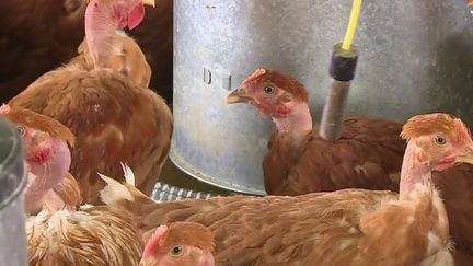 Grippe aviaire : 300 000 volailles abattues dans le Nord