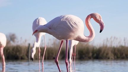 En Camargue, le flamant rose rapporte gros à la région