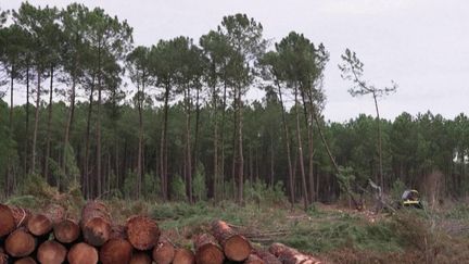 Landes : le nématode, un ver tueur de pins, menace le plus grand massif forestier d'Europe