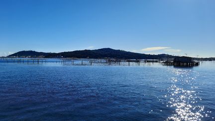 La préfecture du Var interdit temporairement la récolte et la commercialisation de coquillages issus de la baie du Lazaret
