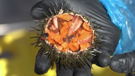 Bouches-du-Rhône : les oursinades 2026 ont une saveur particulière