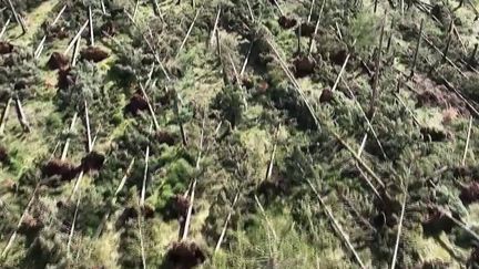 Tempête Nils : 80 000 m³ de conifères soufflés dans la forêt héraultaise de l'Espinouse