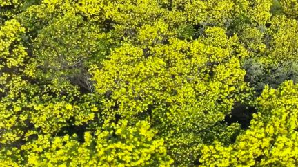 Fleurs : la pleine saison du mimosa, soleil de l'hiver