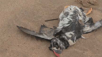 Tempêtes : des milliers de macareux s’échouent sur les plages de l'Atlantique