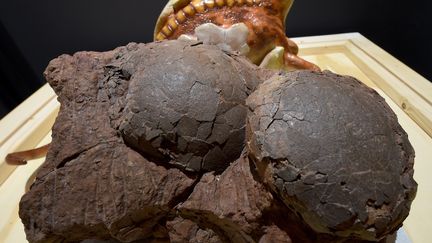 Plus d'une centaine d'œufs de dinosaures exhumés à Mèze, dans l'Hérault, une découverte