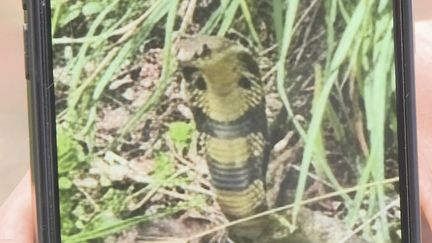 Alerte au cobra à Castelginest : un nouveau signalement et des recherches élargies