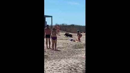 Un sanglier sème la panique sur une plage du Var