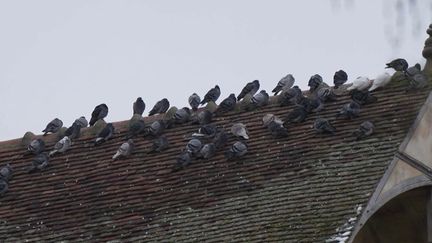 À Troyes, des faucons pour chasser les pigeons