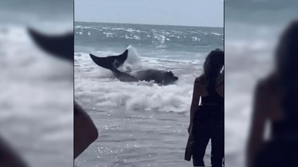 Une baleine est morte dans les Landes, après s'être échouée sur une plage de Capbreton
