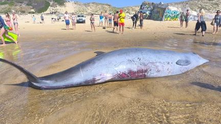 Après la mort d'une baleine échouée à Capbreton, les analyses