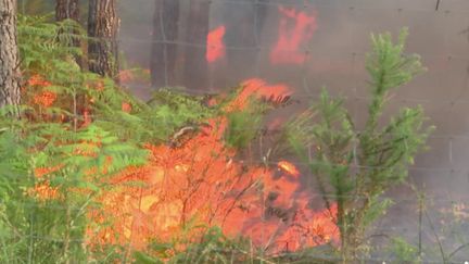 Incendie : près de 100 hectares détruits dans le Lot-et-Garonne